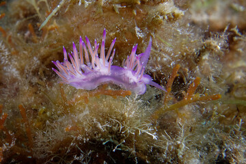 Pink Flabellina (Flabellina affinis) in Mediterranean Sea
