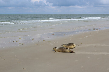 Fototapeta na wymiar Young seals on the beach.