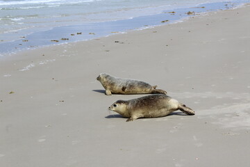 Young seals on the beach. © Marije Kouyzer