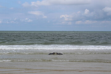 Young seals on the beach.