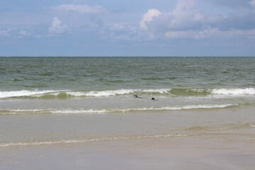 Young seals on the beach.