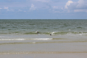 Young seals on the beach.