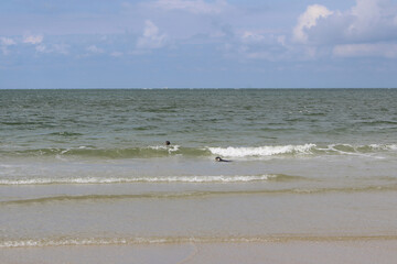 Young seals on the beach.