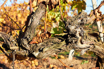 The old trunk of a grape bush at the field in autumn