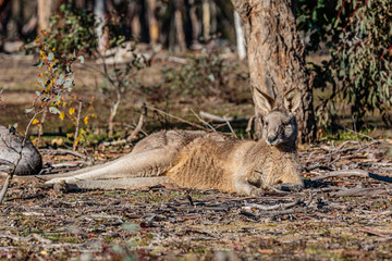 Eastern Grey Kangaroo juvenile reclining © Jon Steinbeck