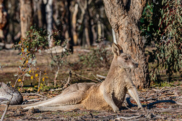Eastern Grey Kangaroo juvenile reclining