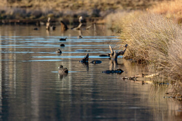 Eurasian Coot