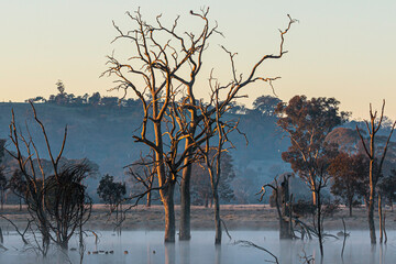 Flooded, dead trees in a fog