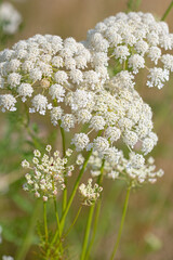 Blühende Wilde Möhre, Daucus carota