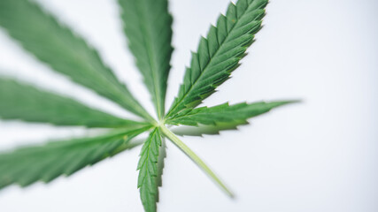 Hanf oder Cannabis Blatt auf weißem Hintergrund für Template oder Mock up von oben
