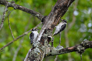 Adult male Hairy Woodpecker with a juvenile  Hairy Woodpecker perched on a tree