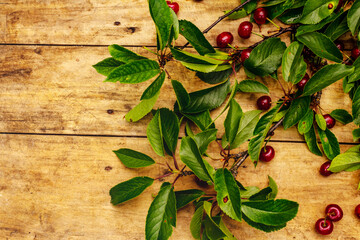 Ripe cherry on the branches. Fresh berries, healthy dessert