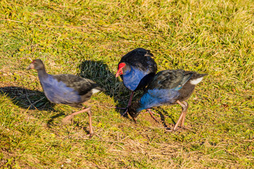 Purple Swamphen adult and chicks feeding