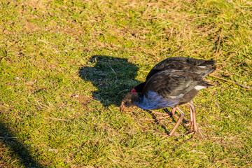 Purple Swamphen adult and chicks feeding