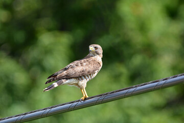 Red tailed Hawk perched on a cable 
