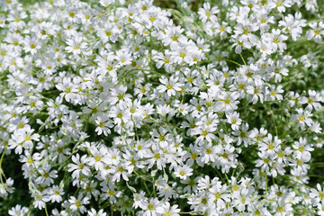 Top view of beautiful small white flowers of Cerastium arvense tomentosum, gentle soft summer bouquet