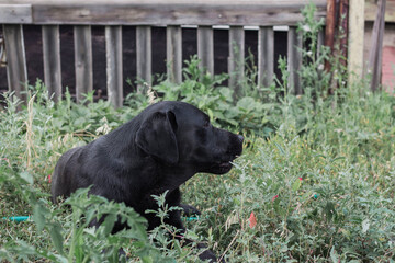 Black Labrador dog lying on the grass in the garden, close-up