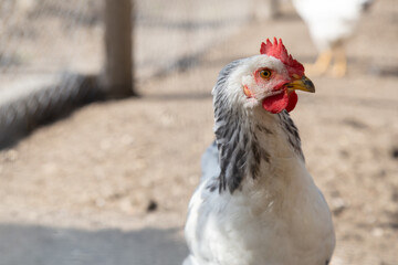 White hen in hen house. Chicken in chicken coop, bio poultry in organic home farm in village