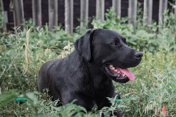 Black Labrador dog lying on the grass in the garden, close-up