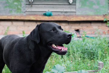 Black Labrador dog on the grass in the garden