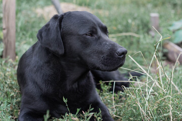 portrait of a black Labrador dog lying on the grass in the garden