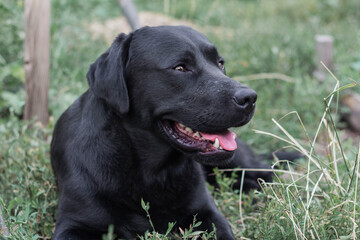 Black Labrador dog lying on the grass in the garden, close-up