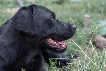 portrait of a black Labrador dog lying on the grass in the garden