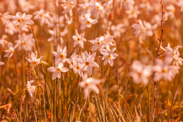 Flowers background. Blossoming wild Narcissus plant. Floral spring nature background. Vintage color