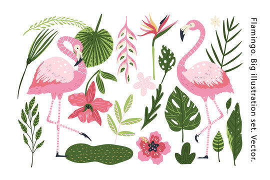 Flamingo vector cartoon animal set. Nature flowers leaves and tropical wildlife bird collection. Holiday wildlife bird collection.