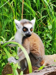 ring tailed lemur