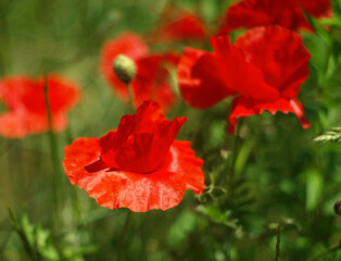 Obraz premium Kwiat maku na letniej łące. Krajobraz kraju. Kolorowe tło, zbliżenie kwiatowy obraz