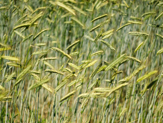 Golden rye ears growing on the field. Countryside background. Agriculture harvest