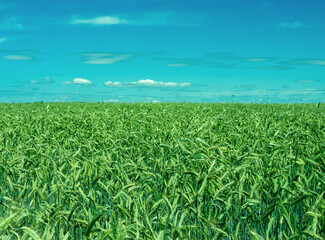 Green rye field. Countryside with blue sky and clouds. Agriculture harvest. Ears growing on the meadow.