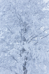 Hoarfrost snow on tree trunk at winter