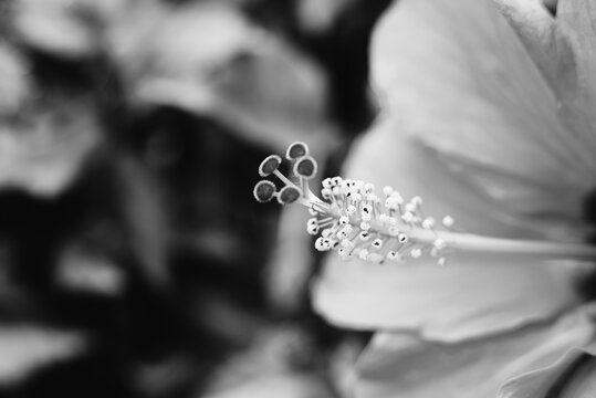 closeup of hibiscus rosa sinensis flower revealing male and female reproductive organs stamen and pistil black and white 