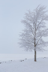 Fototapeta na wymiar Hoarfrost snow on tree at winter