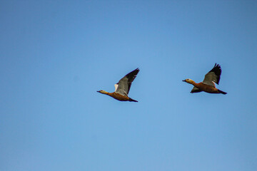 Obraz premium Shelducks
