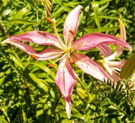 pink lily flower