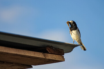 wagtail