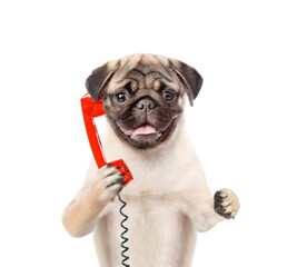 Pug puppy uses a retro phone or telephone. Isolated on white background