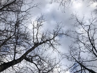Cloudy sky with dark silhouettes of trees. Background.