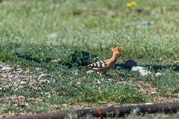 hoopoe