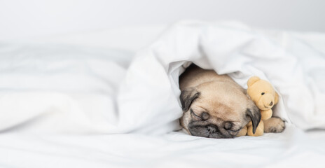 Cute Pug puppy hugs favorite toy bear and sleeps on a bed under blanket at home. Empty space for text