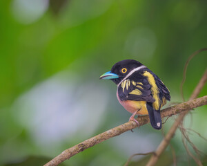 Black and yellow broadbill perching eye level on a tree branch with blurry background. Selective focus