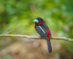 Black and red broadbill perching eye level on a tree branch with blurry background. Selective focus