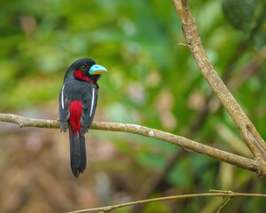 Black and red broadbill perching eye level on a tree branch with blurry background. Selective focus