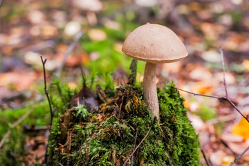 Picking up edible mushrooms in the forest. Birch mushroom or brown cap growing in the forest. Mushroom under an autumn leaf. Yellow leaves and mushrooms. Basket of edible mushrooms