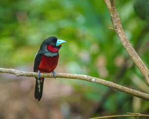 Black and red broadbill perching eye level on a tree branch with blurry background. Selective focus
