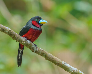 Black and red broadbill perching eye level on a tree branch with blurry background. Selective focus