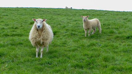 Naklejka na ściany i meble White Sheep in England with green grass background.